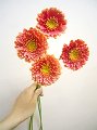 Gerbera Stream Coral